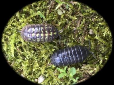  令和７年度 船橋市私立幼稚園連合会 夏季研修大会 第２分科会報告